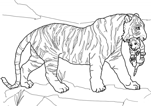 Mother Tiger Carrying Cub coloring page image