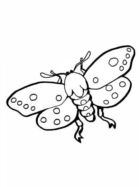 Moths Insect coloring page image