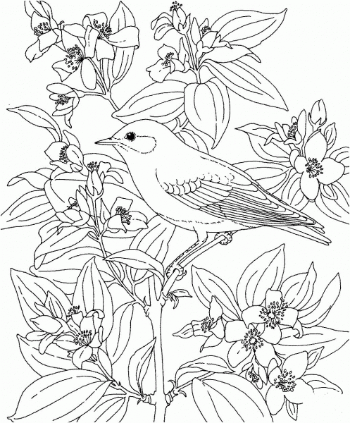 Mountain Bluebird and Lewis’s mock-orange Idaho Bird and Flower coloring page image