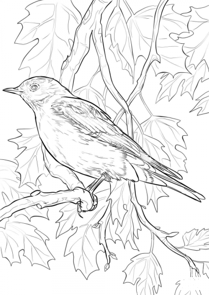 Mountain Bluebird coloring page image