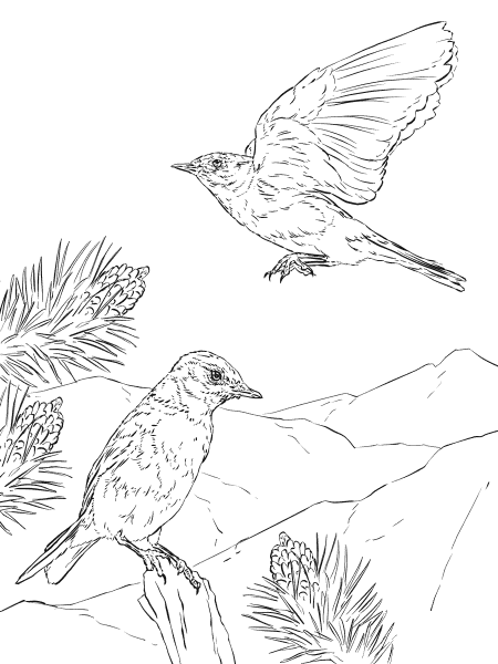 Mountain Bluebird coloring page image