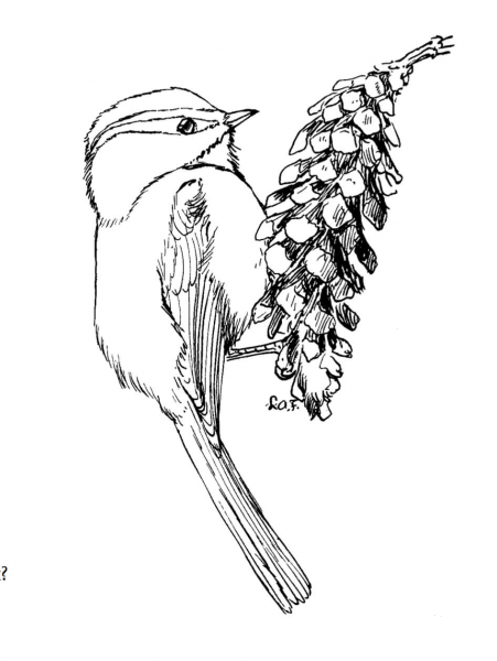 Mountain Chickadee coloring page image