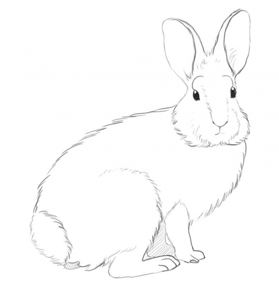 Mountain Cottontail Rabbit coloring page image