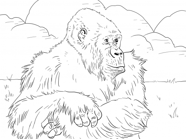 Mountain Gorilla coloring page image