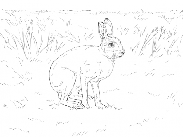 Mountain Hare coloring page image