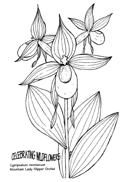 Mountain Lady Slipper Orchid coloring page image