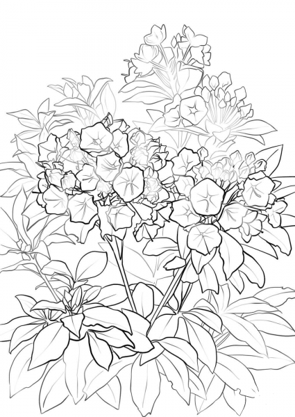 Mountain Laurel coloring page image