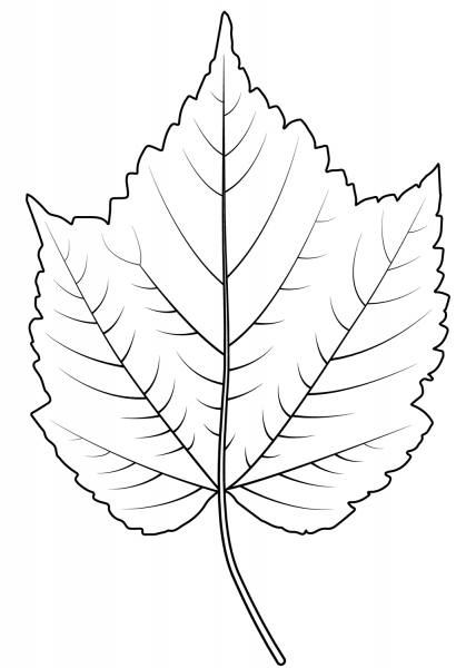 Mountain Maple Leaf coloring page image