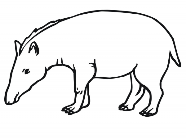 Mountain Tapir coloring page image