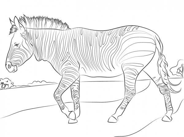 Mountain Zebra coloring page image