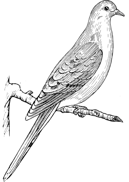 Mourning Dove coloring page image