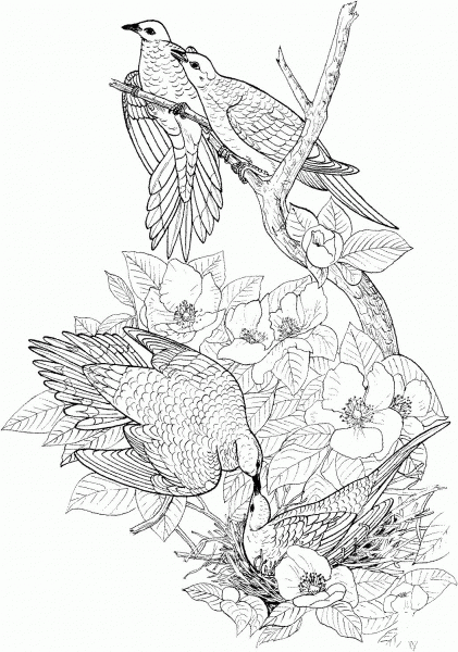 Mourning Doves coloring page image
