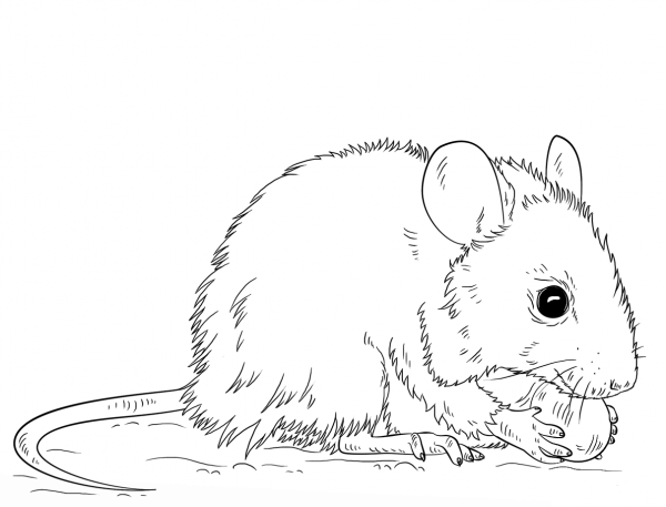 Mouse coloring page image