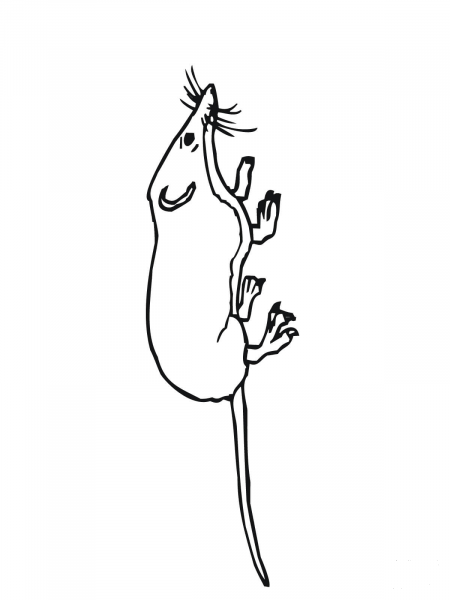 Mouse Shrew coloring page image