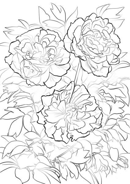 Moutan or Tree Peony coloring page image