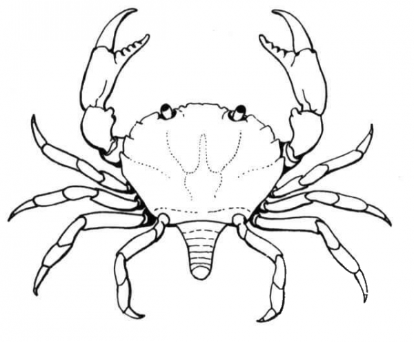 Mud crab coloring page image