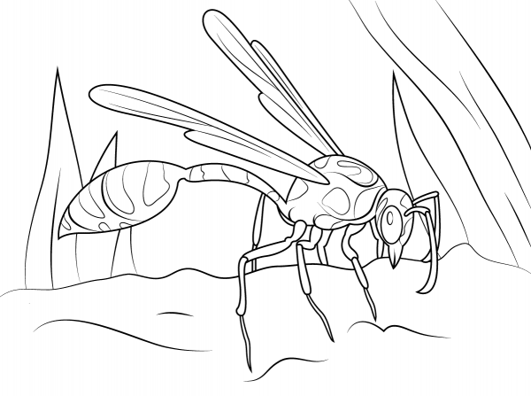 Mud Dauber Wasp coloring page image