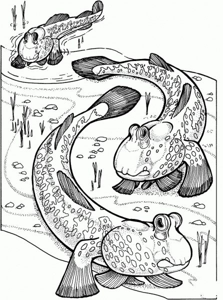 Mudskippers coloring page image