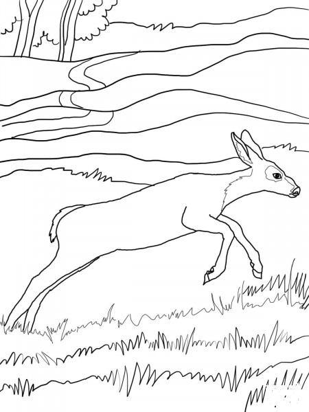 Mule Deer Baby coloring page image