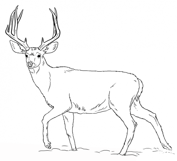 Mule Deer Buck coloring page image
