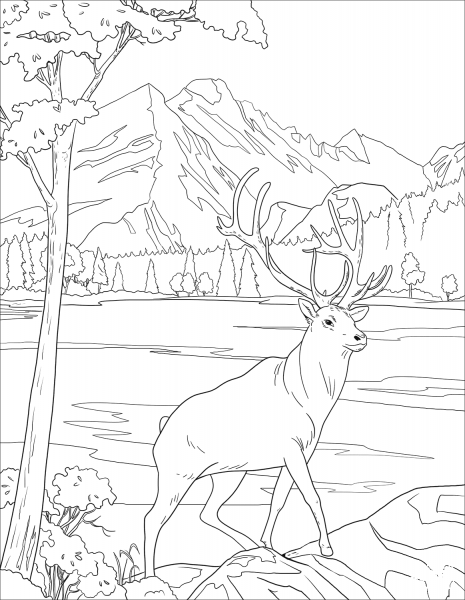 Mule Deer coloring page image