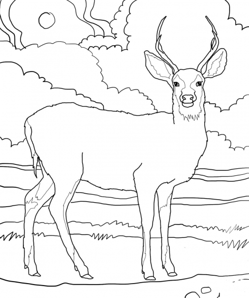 Mule Deer coloring page image