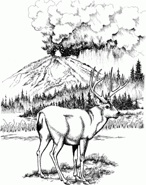 Mule Deer in Lassen Volcanic National Park coloring page image
