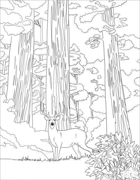 Mule Deer in Sequoia Forest coloring page image