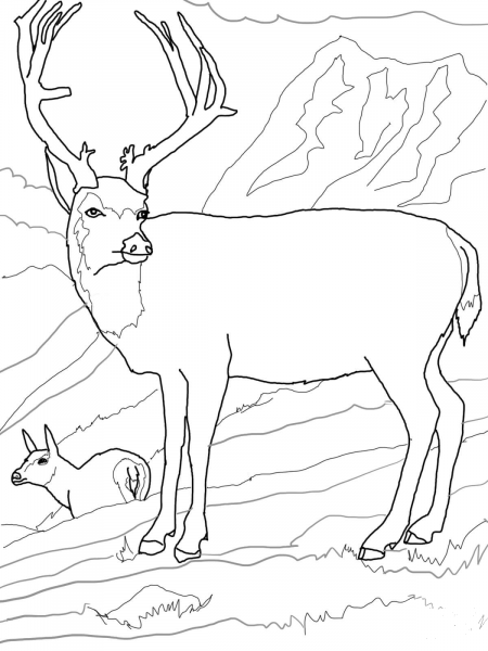 Mule Deers Family coloring page image