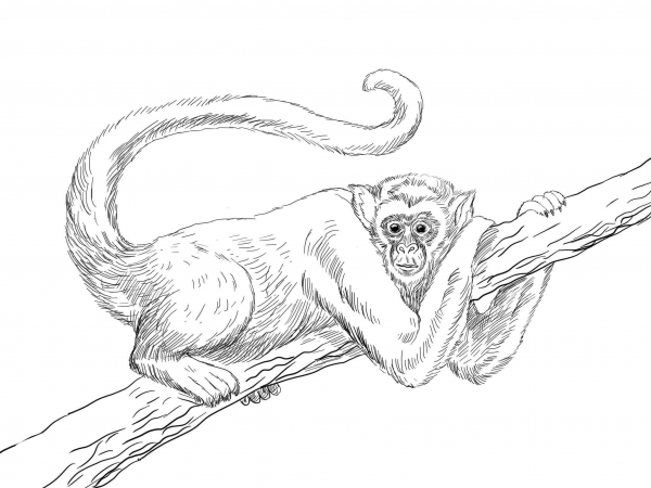 Muriqui or Wooly Spider Monkey coloring page image