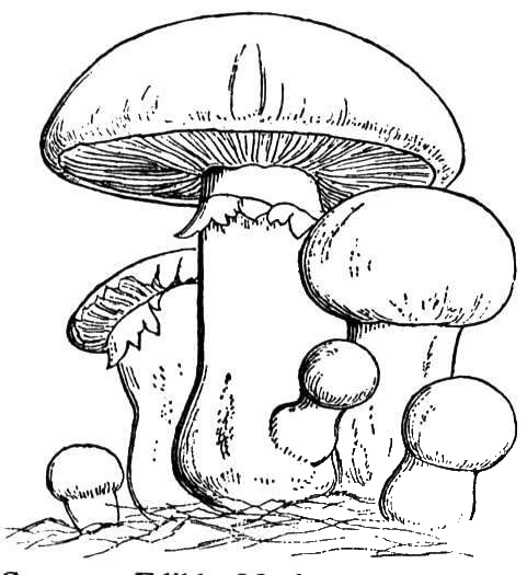 Mushroom Family  coloring page image