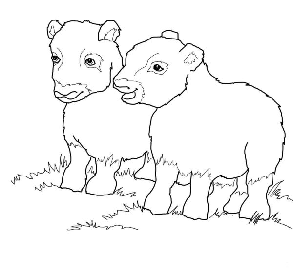 Musk Ox Babies coloring page image