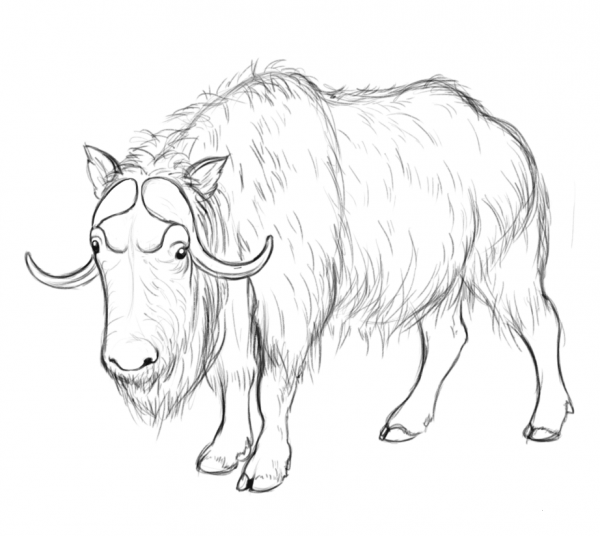 Musk Ox coloring page image