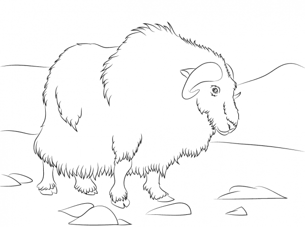 Musk Ox  coloring page image