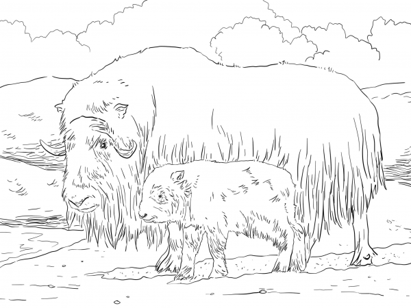 Musk ox Mother and Baby coloring page image