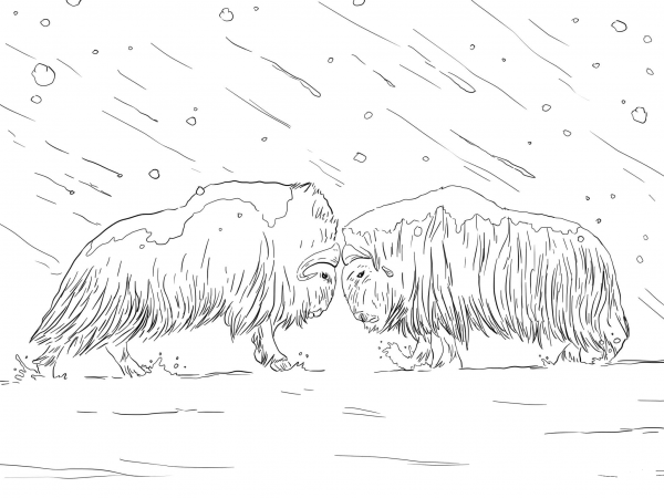 Musk Oxen Fighting coloring page image