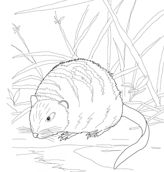 Muskrat on a River Bank coloring page image