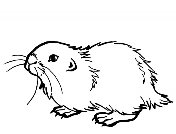 Muskrat Ondatra coloring page image