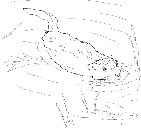 Muskrat Swimming in a Pool coloring page image