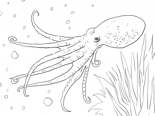 Musky Octopus coloring page image