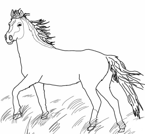 Mustang Wild Horse coloring page image