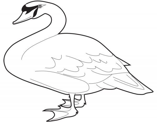Mute Swan coloring page image