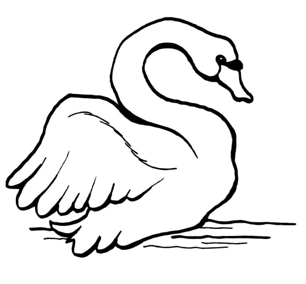 Mute Swan coloring page image