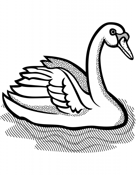 Mute Swan coloring page image