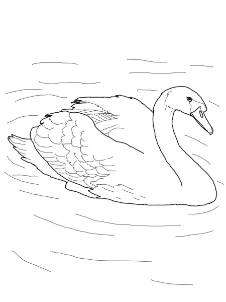 Mute Swan in a Pond coloring page image