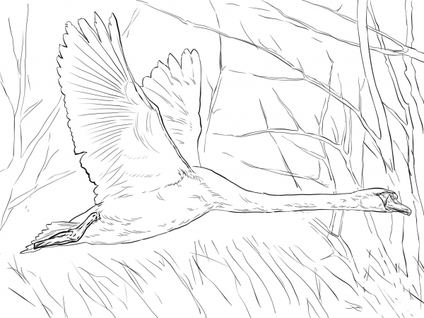Mute Swan in Flight coloring page image