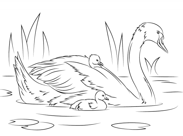 Mute Swan with Chicks coloring page image