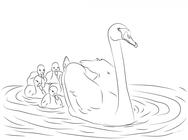 Mute Swan with Cygnets  coloring page image