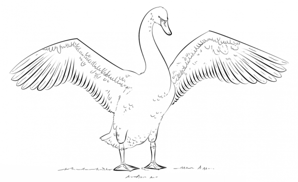 Mute Swan with Wings Open coloring page image