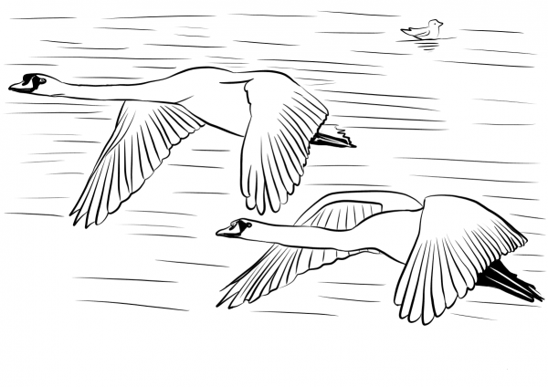 Mute Swans Flying Over Water coloring page image